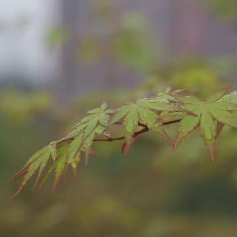 旧时明月
