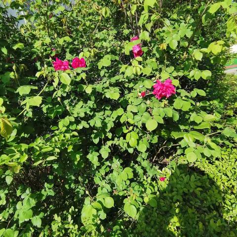 “亲近自然，拥抱春天”阳平镇中心小学研学活动——春游采草莓🍓🍓🍓2022-04-20