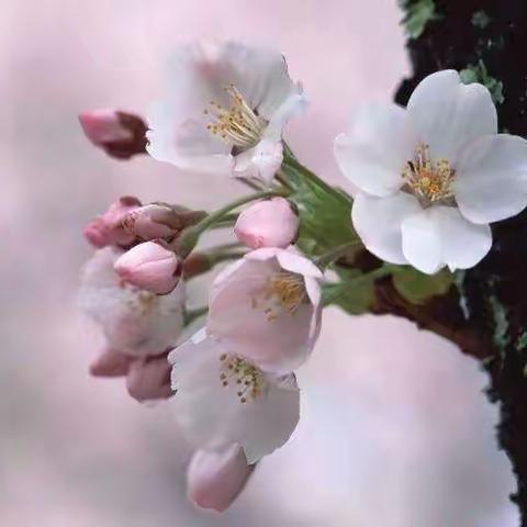 三月寻春到武汉——武汉游记