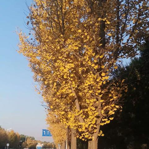 “留住城市秋色，迎接初冬”    散文：《秋天的底色》