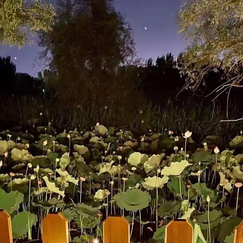 散文：荷塘夜色美