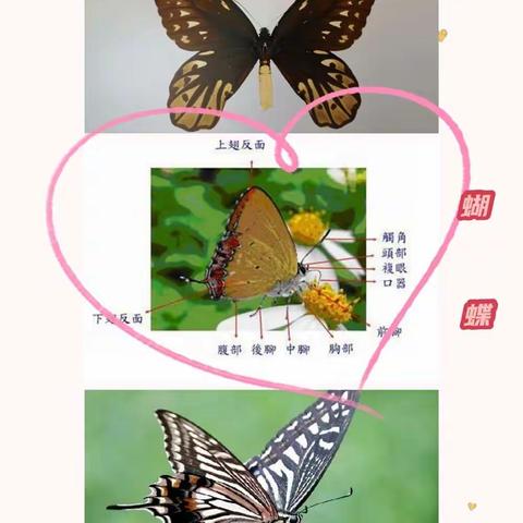 [融趣梨香]    观昆虫标本   发现自然美好——记梨香小学一班一特色认识昆虫标本活动