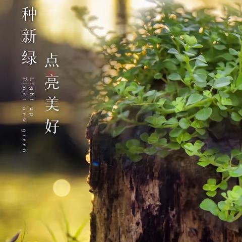 【高新教育】相逢植树节，爱在春风里——高新区第三十八幼儿园植树节主题活动