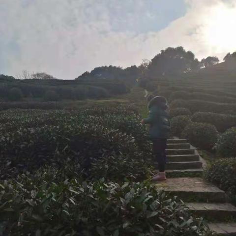 我眼里的杭州2~~~龙井茶园