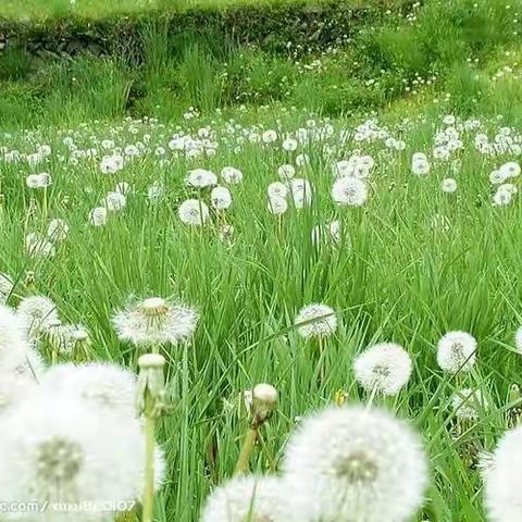 蒲公英海即景——通师二附 五（3）班 白昕芸