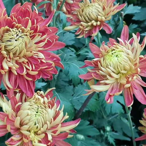 共青森林公园（2020.11.2）