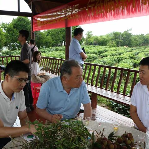 “三农”专家温铁军教授率队赴加钗控股公司新伟茶园调研 ​