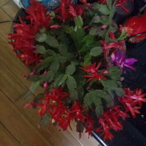 爱花爱生活