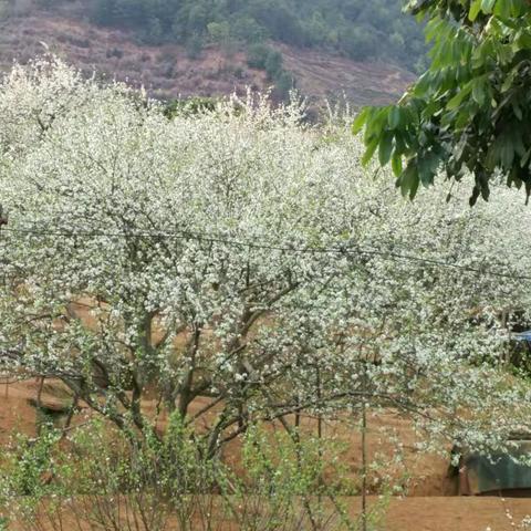 春花更胜去年美