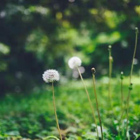 夜沫浅雨的美篇