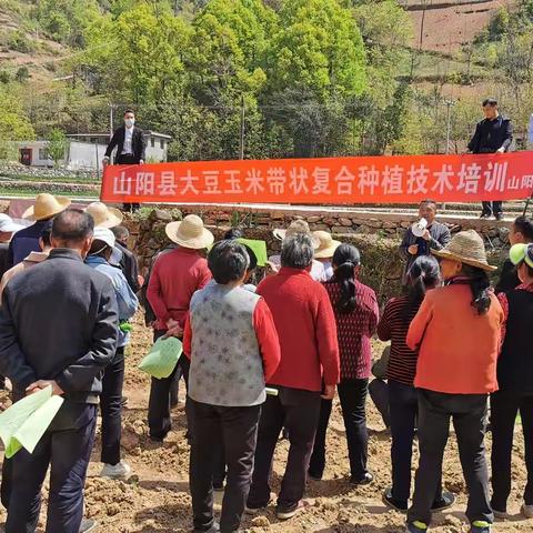 板岩镇：抢抓时节，将大豆玉米带状复合种植落实在田间