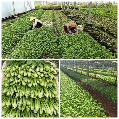 农科公司防疫简报（8月18日）