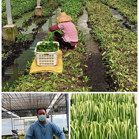 农科公司防疫简报（8月16日）