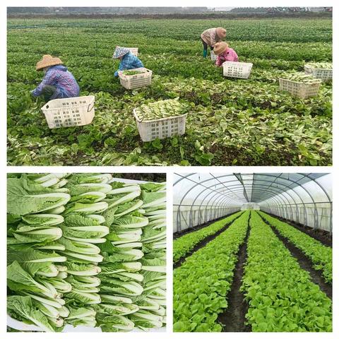 菜篮子农科公司积极开展防疫及防御寒潮保供稳价工作