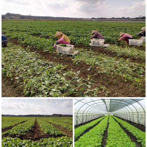 菜篮子农科公司节日不忘使命，抓好保供蔬菜生产