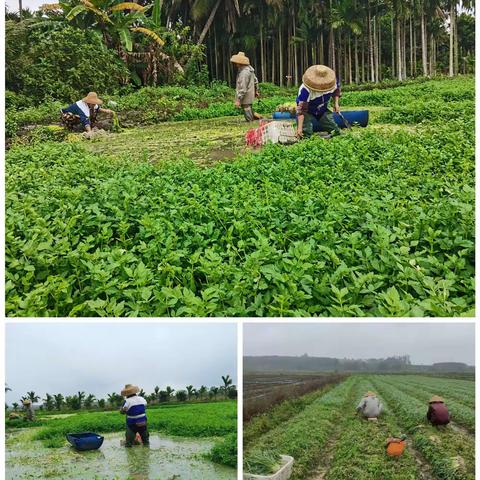 喜迎新春，菜篮子农科公司“特殊菜”上市啦！