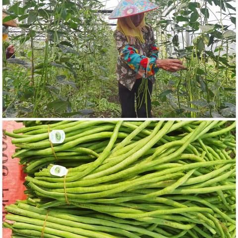 菜篮子农科公司豇豆上市啦！