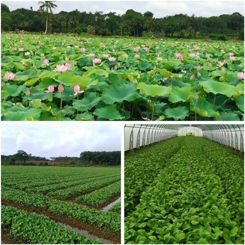 菜篮子农科公司节日不忘使命，抓好保供蔬菜生产