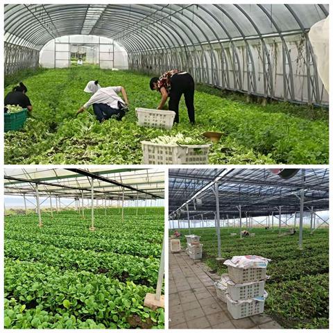 农科公司防疫简报（8月19日）