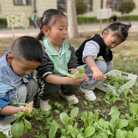 青菜成长记——实验幼儿园小五班种植活动