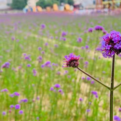 线上相约，童心相伴☀️——河头幼儿园小二班第十四周线上活动总结