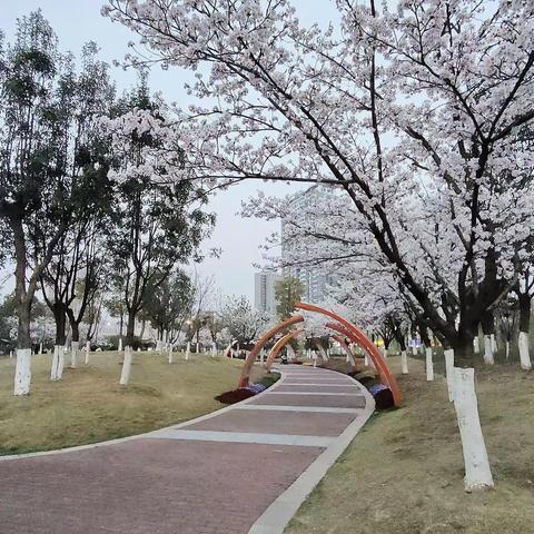 紫贞公园之春！