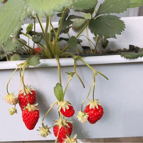 4🈷14号采摘草莓🍓活动೭😄౨