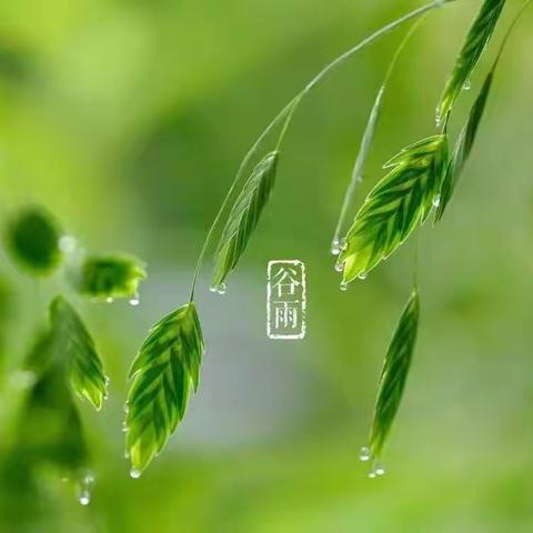 【传统节日】4月20日谷雨～