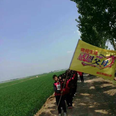 体验生活，感恩父母，田野村庄间有我们崔庄小学的师生们