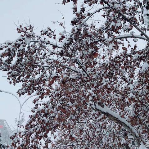 瑞雪纷飞至 工行暖人心