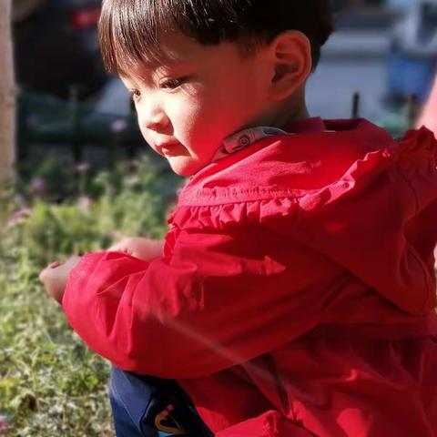 石榴花羞得透红