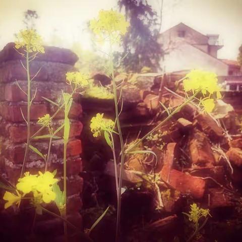 【24节气，清明】清明记