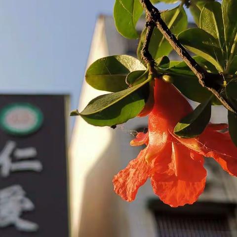 我为什么用分行文字的图文日记