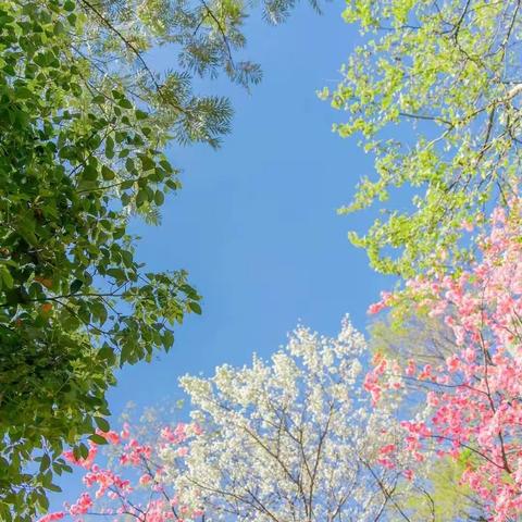 我们的节日——清明节“沐春踏青”     油田四小   一年级• 10班      预立社团