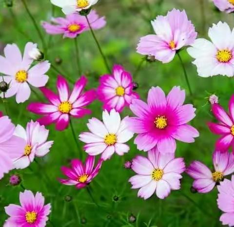 格桑花
