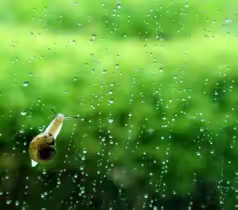 155.雨