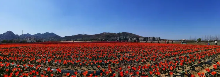 垂丝海棠的栽培与管理