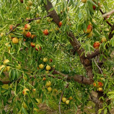 外婆家的冬枣树