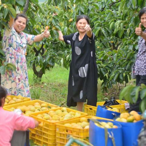 恭城开心快乐摘柿子