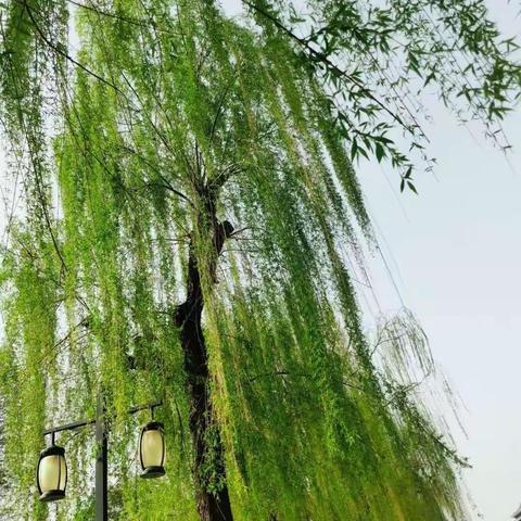 静待“疫”散花开——十里店小学五年级语文组线上教学纪实