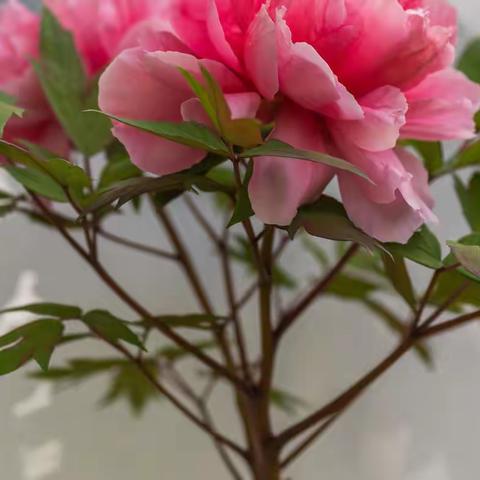 再拍牡丹（泉城公园）