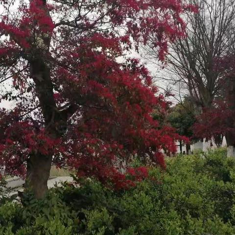 【采桑子】江畔独步