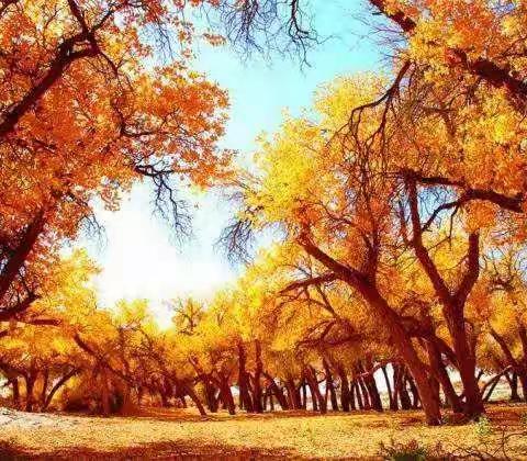 金秋额济纳胡杨林、张掖丹霞、嘉峪关、西部影视城、弱水胡杨黑城-怪树林、居延海  策克口岸  沙湖 兰州八日游