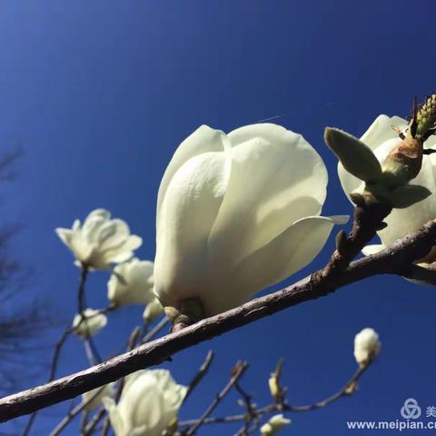 大年初一，查姆湖畔拍摄到的玉兰花，开得那样安静，虽不妖娆，却很艳丽，蕴含丰富，雍容华贵，温文尔雅。