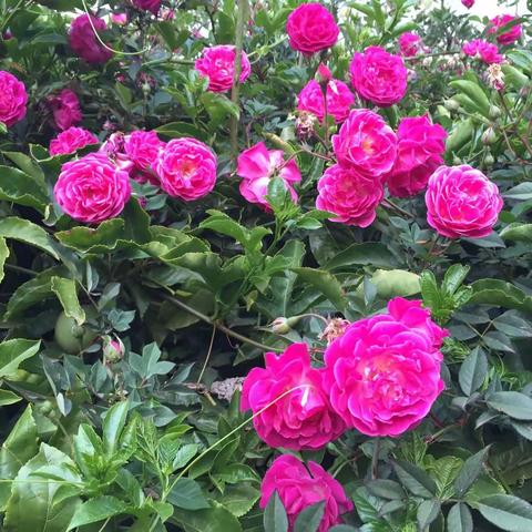 女人节，笑一笑，舒舒❤️弯弯腰，甩烦恼，踢踢腿，丢疲惫，祝大家快乐。