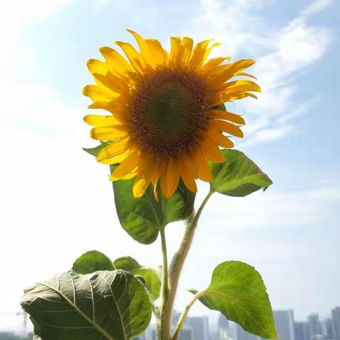 幼儿园疫情防疫☞健康管理