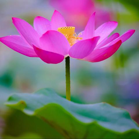 七月荷一一一2021