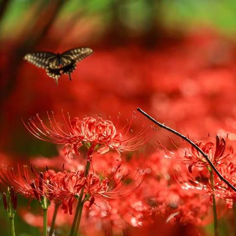 三生石畔 彼岸花开