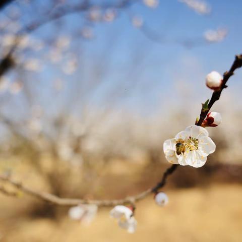 杏花