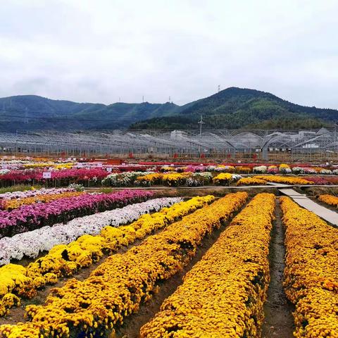 洋溪菊花20191126